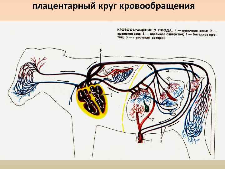 плацентарный круг кровообращения 