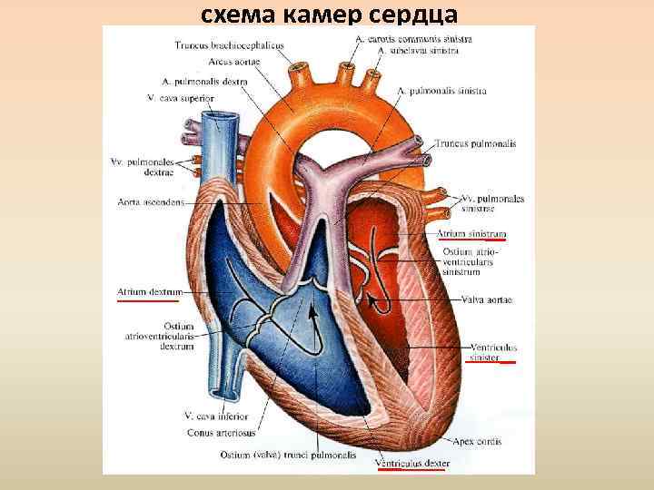 Наибольшую толщину имеет стенка камеры сердца