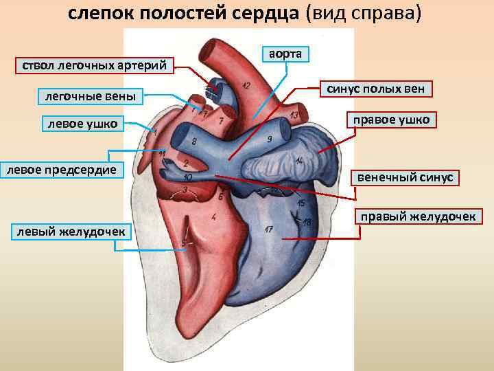 Правое предсердие легочный ствол левый желудочек