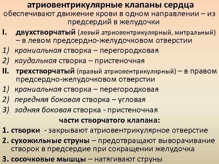 Левые и правые клапаны. Атриовентрикульные клапан. Трехстворчатый атриовентрикулярный клапан. Атриовентрикулярные клапаны сердца. Правый и левый атриовентрикулярные клапаны.