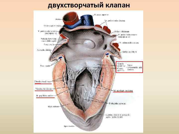 двухстворчатый клапан 