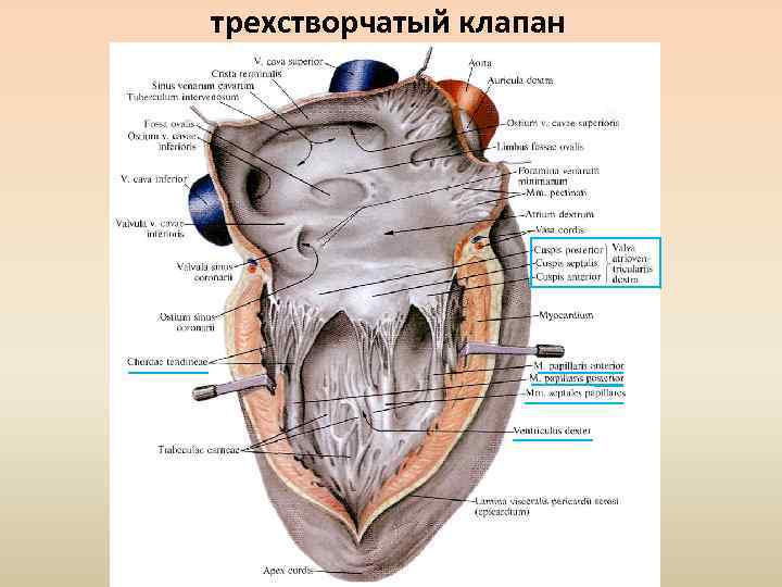 Трехстворчатый клапан