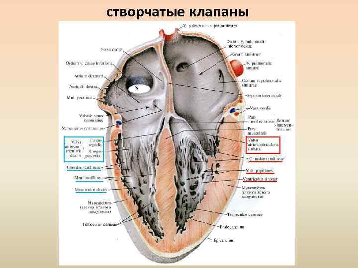 створчатые клапаны 