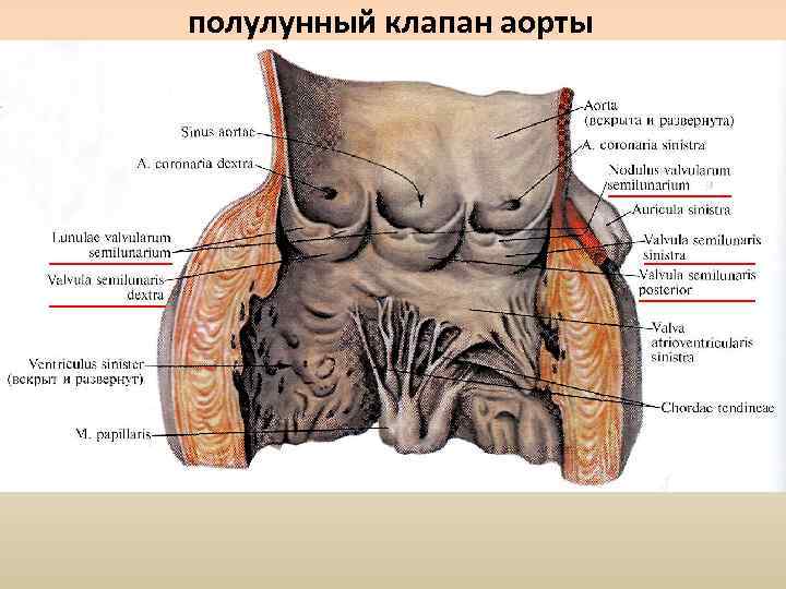 полулунный клапан аорты 