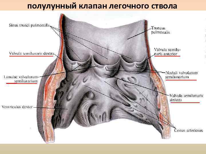 полулунный клапан легочного ствола 