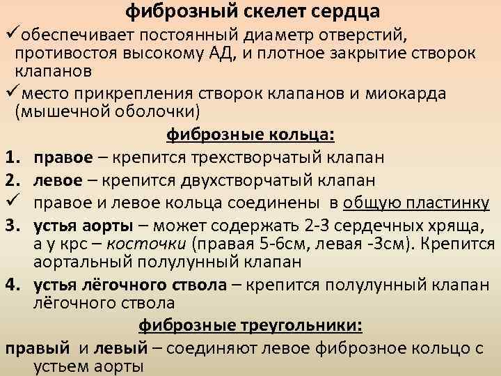 фиброзный скелет сердца üобеспечивает постоянный диаметр отверстий, противостоя высокому АД, и плотное закрытие створок