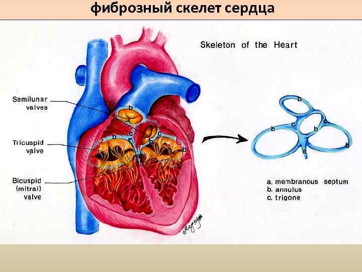 фиброзный скелет сердца 