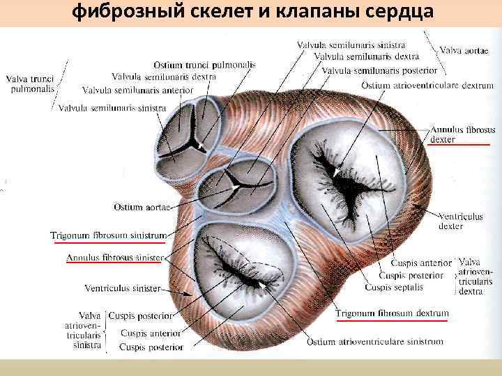 Фиброз митрального аортального клапана