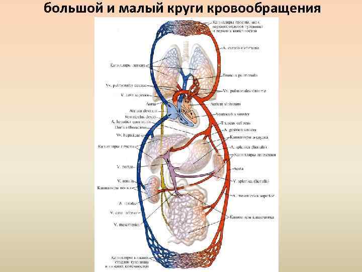 большой и малый круги кровообращения 