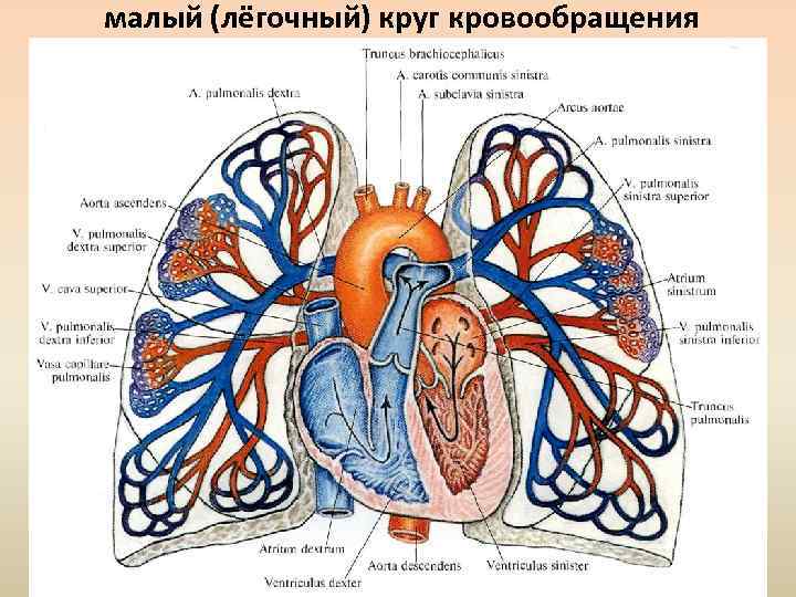 Артерии малого круга кровообращения