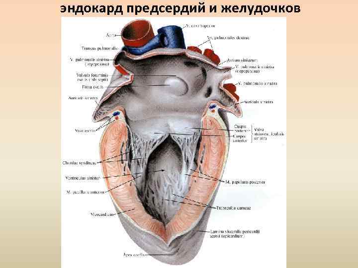 эндокард предсердий и желудочков 