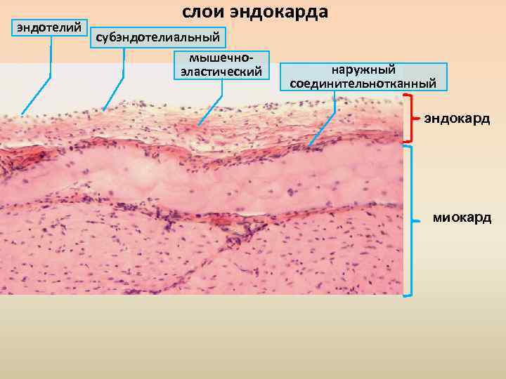 эндотелий слои эндокарда субэндотелиальный мышечноэластический наружный соединительнотканный эндокард миокард 