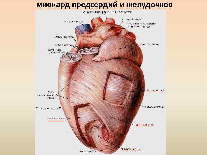 Венечная борозда разделяет