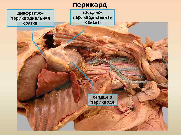 перикард диафрагмоперикардиальная связка грудиноперикардиальная связка сердце в перикарде 