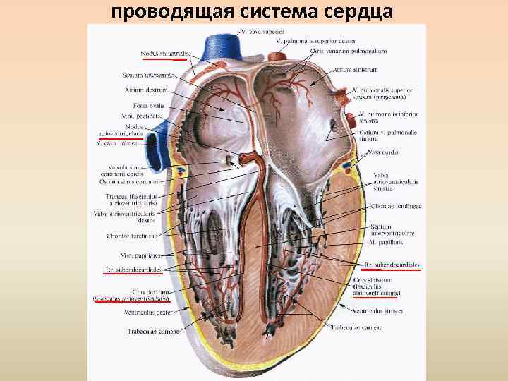 проводящая система сердца 