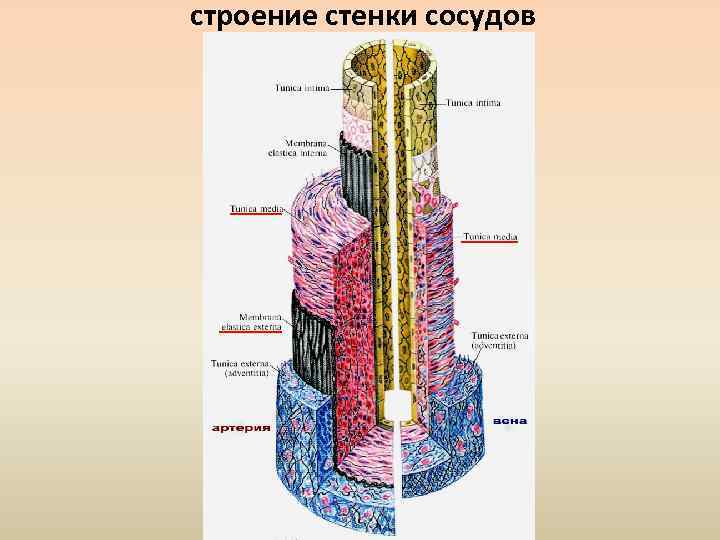 строение стенки сосудов 