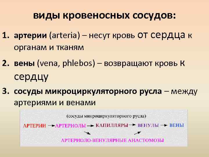 виды кровеносных сосудов: 1. артерии (arteria) – несут кровь от сердца к органам и