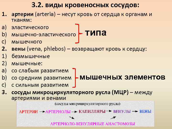 3. 2. виды кровеносных сосудов: 1. артерии (arteria) – несут кровь от сердца к