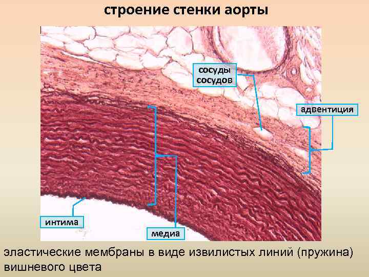 строение стенки аорты сосудов адвентиция интима медиа эластические мембраны в виде извилистых линий (пружина)