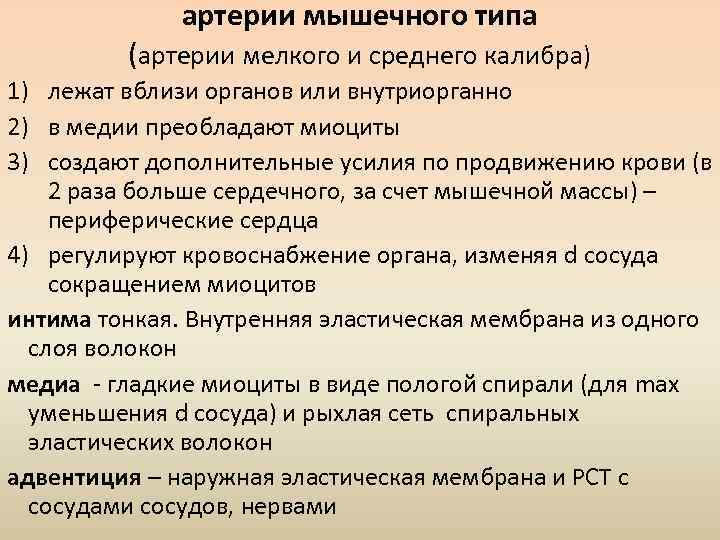 артерии мышечного типа (артерии мелкого и среднего калибра) 1) лежат вблизи органов или внутриорганно