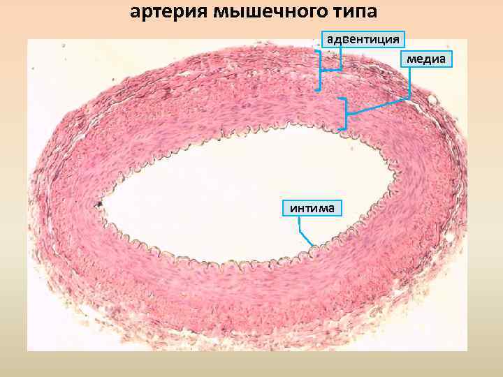 Артерия эластического типа схема