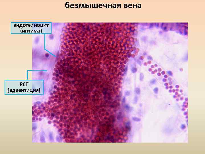 безмышечная вена эндотелиоцит (интима) РСТ (адвентиция) 