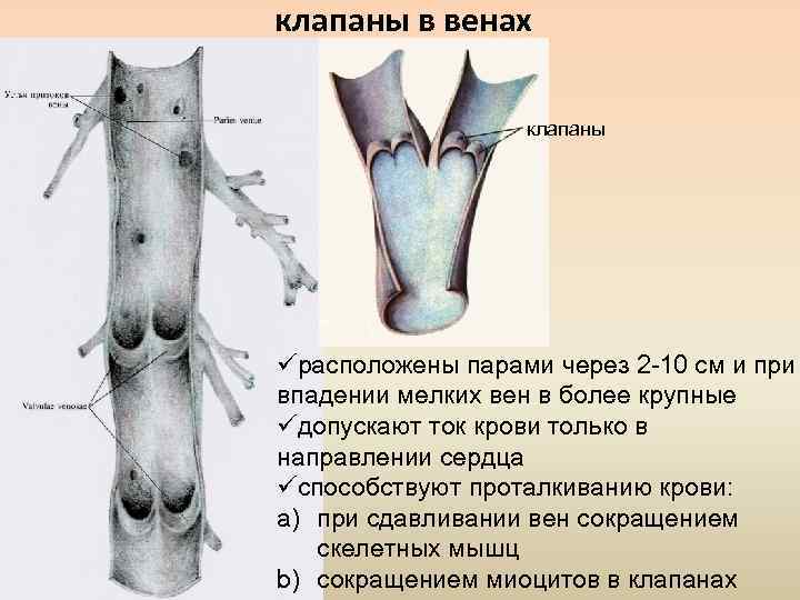 Клапан вены. Строение венозных клапанов. Венозные клапаны нижних конечностей человека.