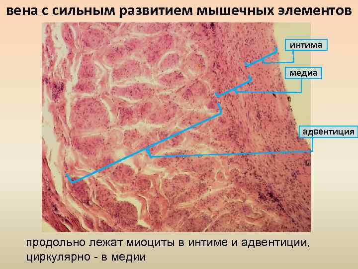 Верхняя полая вена гистология рисунок - 81 фото