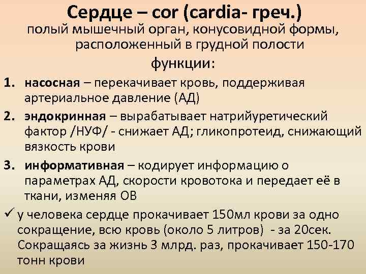 Сердце – cor (cardia- греч. ) полый мышечный орган, конусовидной формы, расположенный в грудной