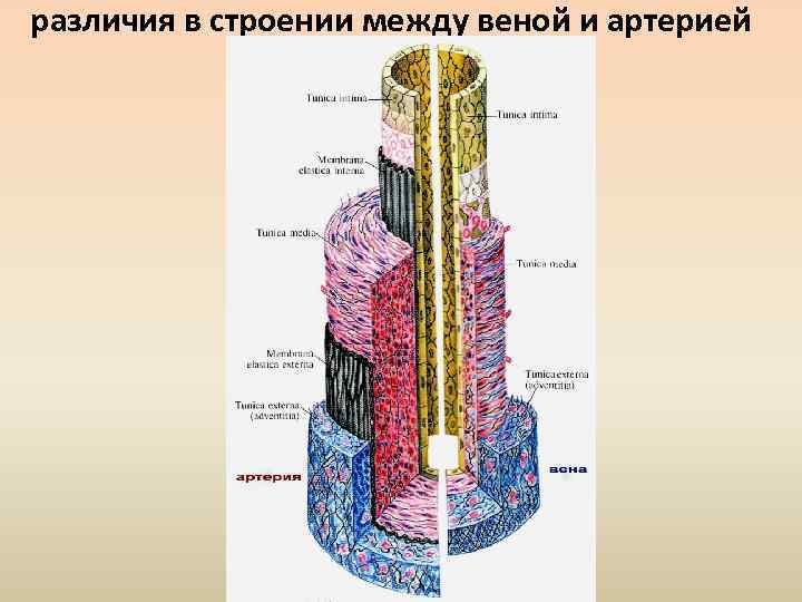 различия в строении между веной и артерией 