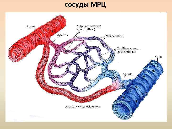 сосуды МРЦ 