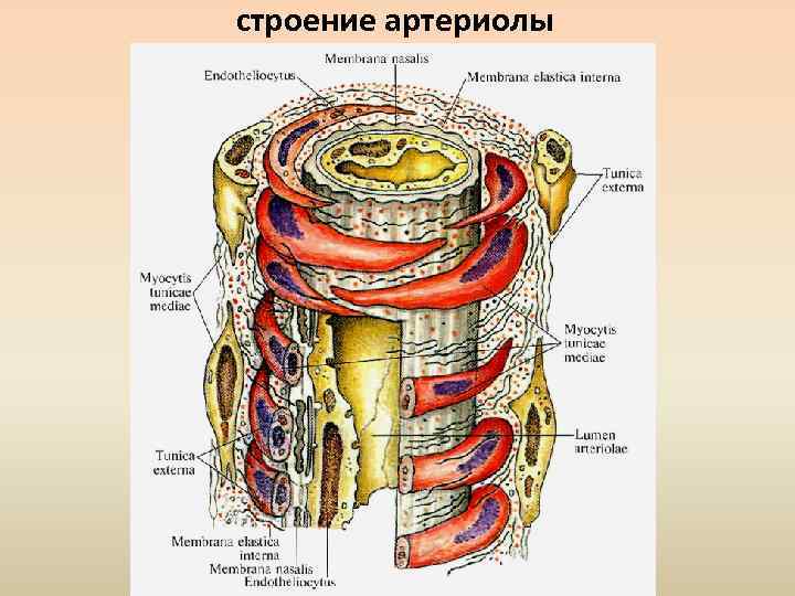 Строение артериолы