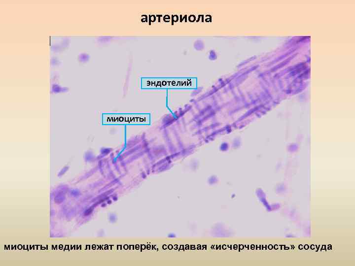 артериола эндотелий миоциты медии лежат поперёк, создавая «исчерченность» сосуда 