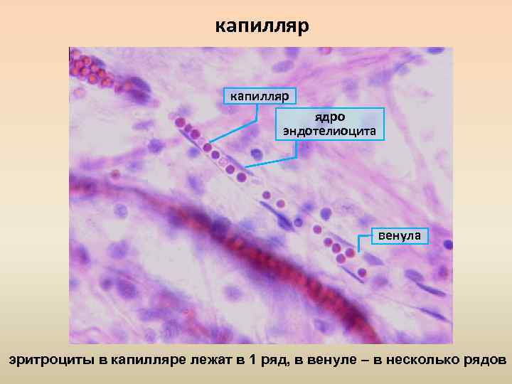 Микроциркуляторное русло гистология рисунок