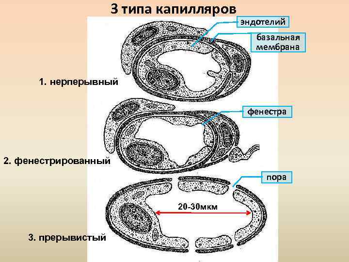 3 капилляр. Фенестры эндотелия гистология. Фенестрированные гемокапилляры это. Эндотелий строение гистология. Типы кровеносных капилляров.