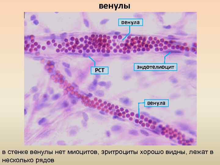 Микроциркуляторное русло гистология рисунок