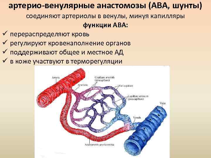 Капилляры функции. Артериальные и венозные анастомозы. Артериовенулярные анастомозы. Артериоло венулярный анастомоз. Артериовенозные анастомозы.