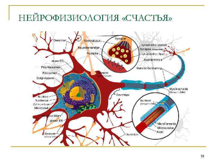 НЕЙРОФИЗИОЛОГИЯ «СЧАСТЬЯ» 18 