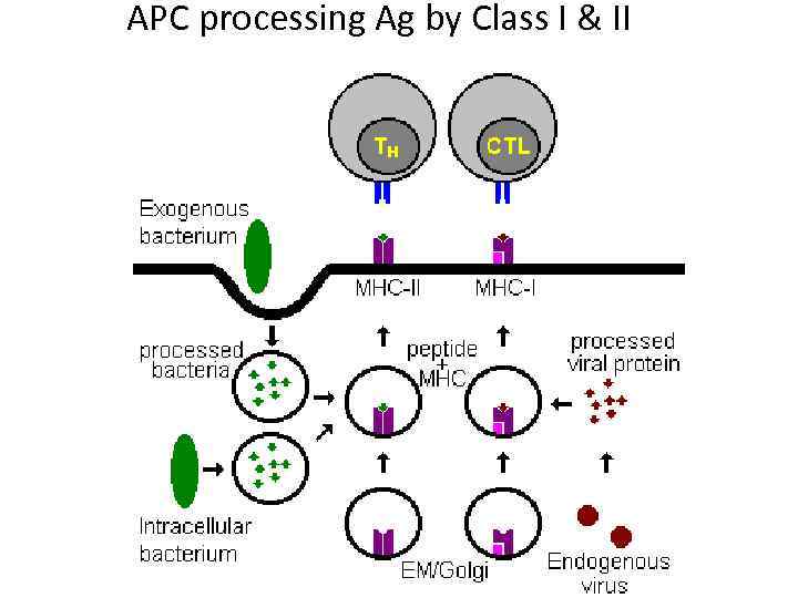 APC processing Ag by Class I & II 