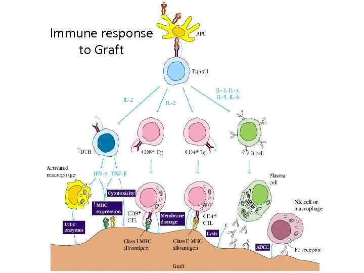 Immune response to Graft © Ranjith’s 