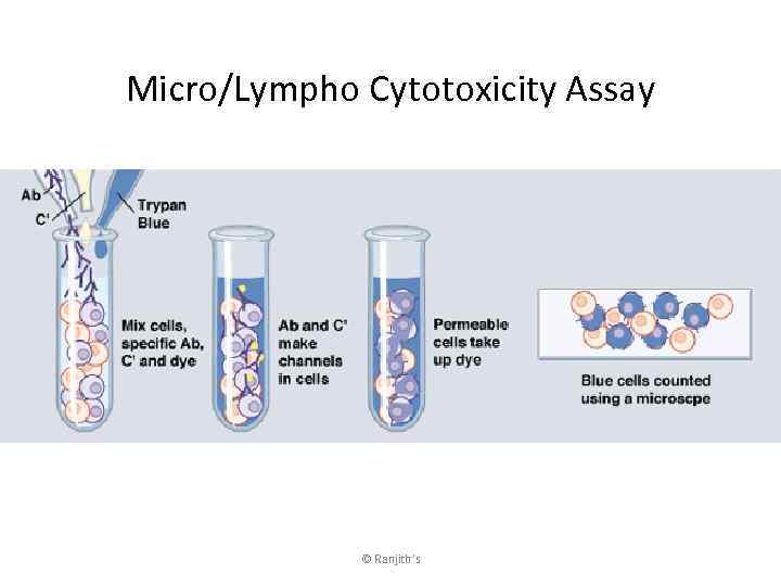 Micro/Lympho Cytotoxicity Assay © Ranjith’s 