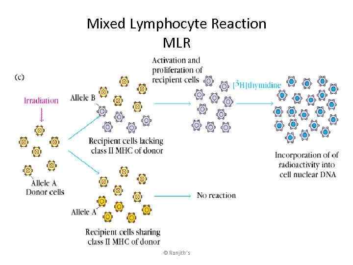 Mixed Lymphocyte Reaction MLR © Ranjith’s 