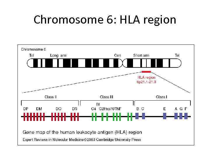 Chromosome 6: HLA region 