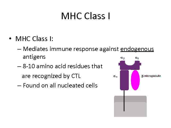 MHC Class I • MHC Class I: – Mediates immune response against endogenous antigens