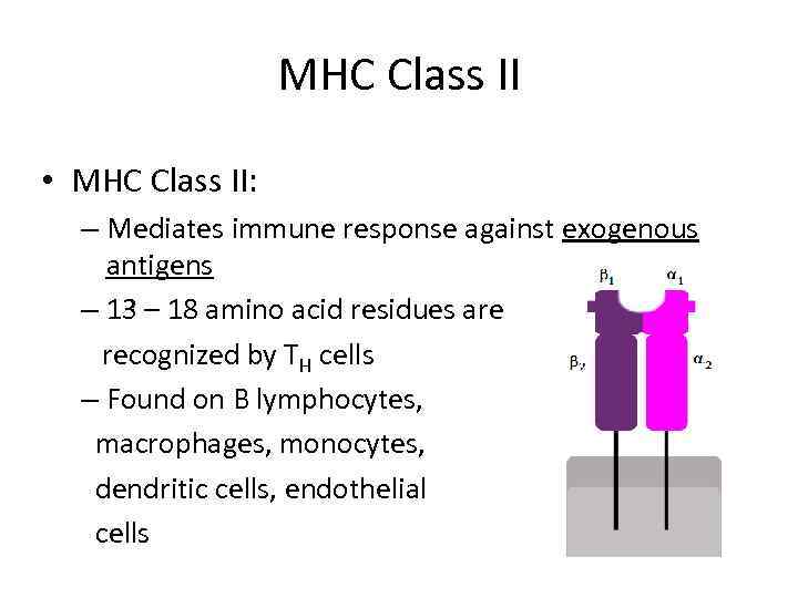 MHC Class II • MHC Class II: – Mediates immune response against exogenous antigens