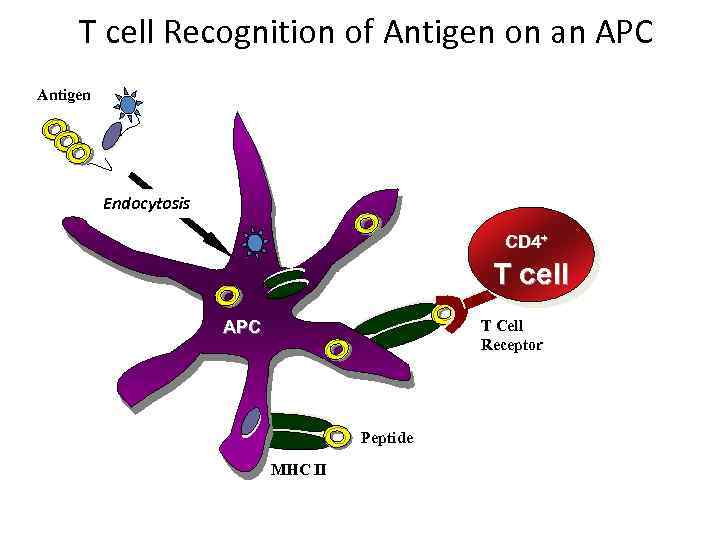 T cell Recognition of Antigen on an APC Antigen Endocytosis T cell CD 4+