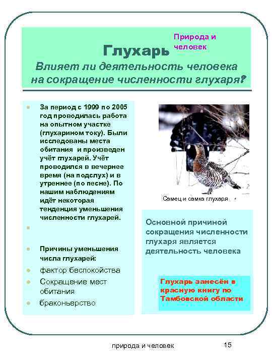Глухарь Природа и человек Влияет ли деятельность человека на сокращение численности глухаря? l l