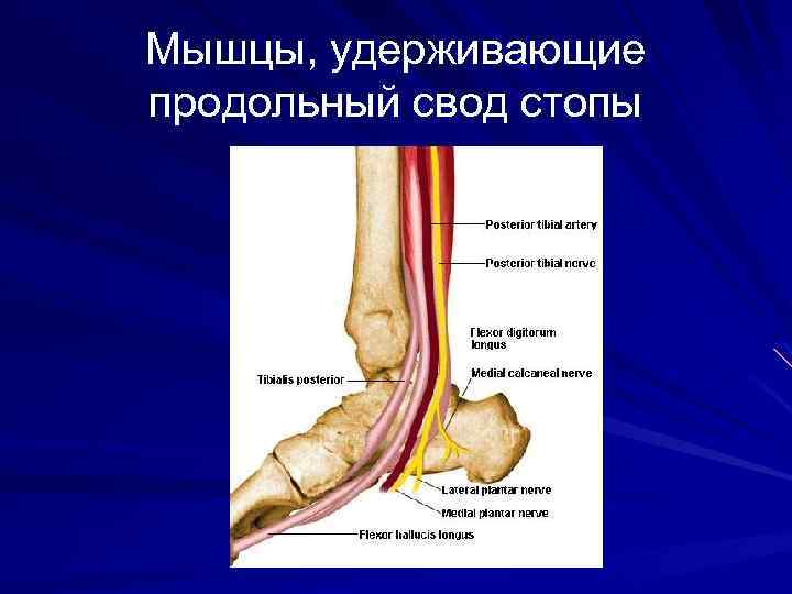 Мышцы, удерживающие продольный свод стопы 