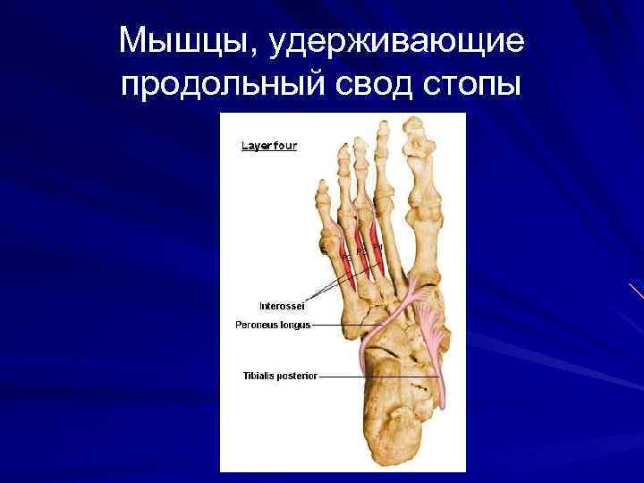 Мышцы, удерживающие продольный свод стопы 