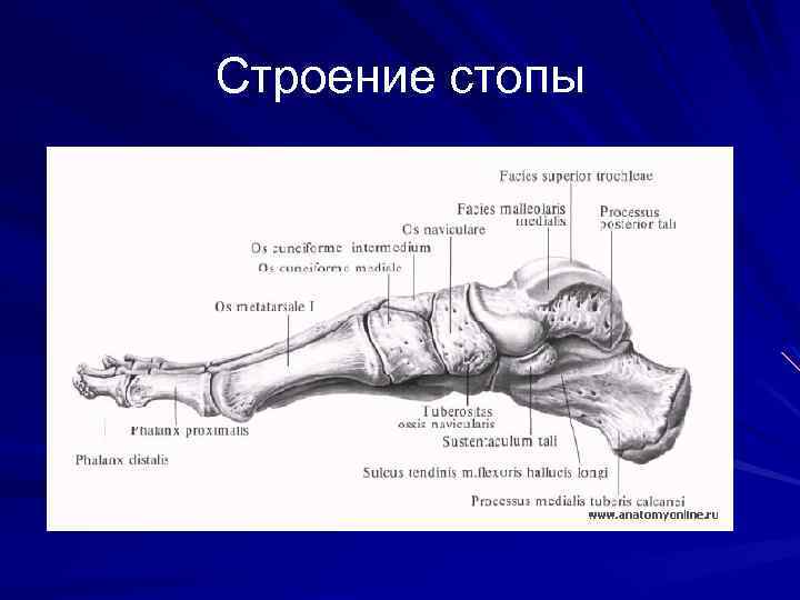 Строение стопы 